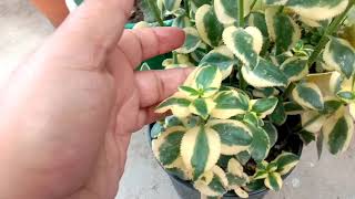 How to care crassula sarmentosa plant Aaradhya garden tips [upl. by Sirrap]