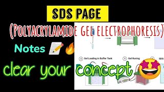 SDS page  polyacrylamide gel electrophoresis  Notes 📝🔥 [upl. by Ikeda249]