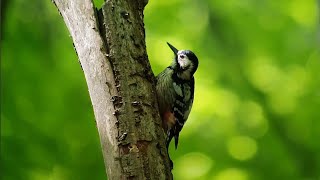 Whitebacked woodpecker Dendrocopos leucotos teritorial drumming [upl. by Samford]