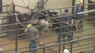 Gold in Goats  Texas Goat Industry [upl. by Atirahc]