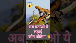 Tiger vs ajgaar कौन जीतेगा  🦁viralvideo trending youtubeshorts [upl. by Aelem]