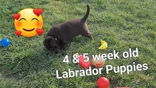 5 week old Labrador Retriever Puppies outside at playtime [upl. by Ballinger]