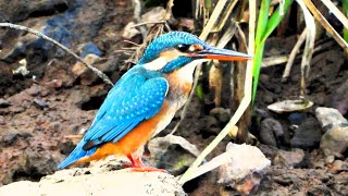 Common Kingfishers hunt for prey [upl. by Haimrej]