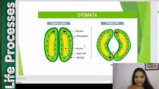 Respiration in Plants I Life Processes Class10 Science I NCERT Biology I Plant Physiology [upl. by Lotta]