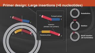 Overview of the Q5® SiteDirected Mutagenesis Kit [upl. by Ysnil772]