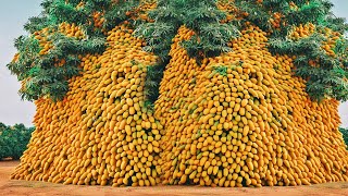 COMO se PRODUCEN MILES de TONELADAS de MANGOS anualmente en MÉXICO🥭 [upl. by Lolly686]