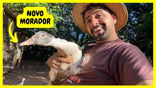 Ganhei um Pato Caipira de Presente  Gutejando [upl. by Norbert]