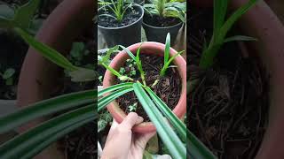 phragmipedium pearcei shorts plants anggrekonline aryjrchannel3348 [upl. by Thompson]