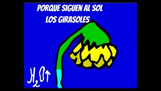 Porque los girasoles siguen al Sol [upl. by Eislek]