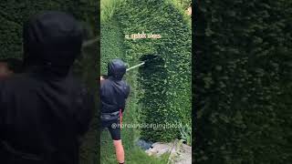 A hedge trimming satisfying journey 😀 garden hedgetrimming satisfying landscape [upl. by Aslin80]