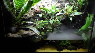 Juwel Aquarium Paludarium dartfrogs vivarium misting system fogger naturalistic bioactive terrarium [upl. by Ellehcyt75]