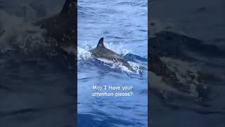 Pay attention to the Azores dolphins [upl. by Karine]