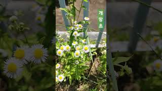 개망초 개망초 annual fleabane Erigeron annuus L Pers [upl. by Tawney247]