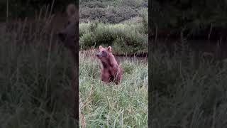 Kayakers and bears on Kamchatka [upl. by Harberd]