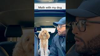 Mini Cockapoo Thinks About Math Question Before Answering 😳 [upl. by Darej]