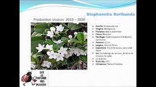 Fiche technique Stephanotis floribunda Plante dintérieur [upl. by Gemma]