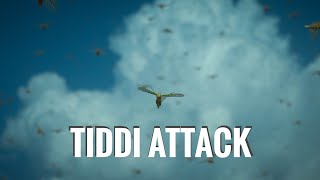 Tiddi dal Attack  Rajasthan [upl. by Ymeraj]