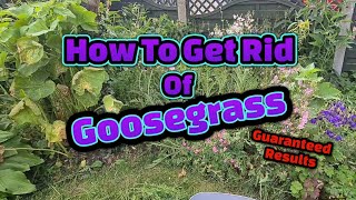 How to get rid of goosegrass [upl. by Quenna154]