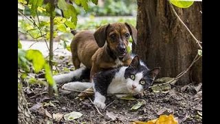 Unveiling the Secrets of Cats amp Dogs Mating Rituals Explained  Cats and dogs Mating  Mating [upl. by Conal]