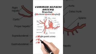 Branches Of Hepatic Artery [upl. by Corbett]