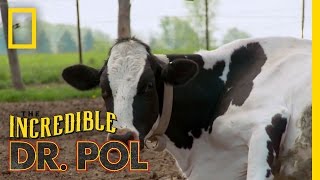 How Now Bloated Cow  The Incredible Dr Pol [upl. by Corrine]