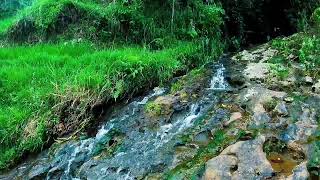 Dreamy River Ambience  ASMR Relaxing Water Sounds for Sleep [upl. by Breanne]