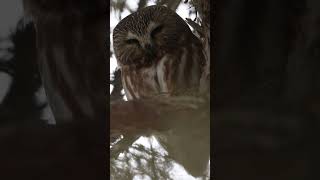 Northern SawWhet Owl [upl. by Eltsyrhc]