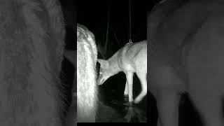 A family of coyotes crossing the creek  trailcam shorts [upl. by Mirabelle796]