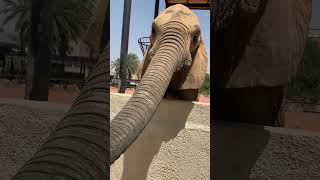 Travel to Kuwait City Zoo on a Budget  Gig Economy Budget Tips [upl. by Hime999]