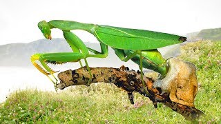 Pregnant Mantis Laying To Many Eggs Baby Mantis So Cute [upl. by Tanhya130]