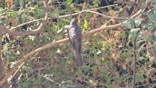 A relaxed cuckoo testing on Ficus racemosa 3 [upl. by Bernt717]