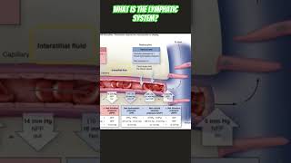 The Lymphatic System’s Function [upl. by Chellman]