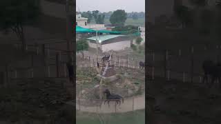 Horse exercise  horse shorts ghora horseriding horselover tentpegging shortvideo viral 1m [upl. by Anissej]