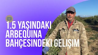 15 yaşındaki Arbequina zeytin bahçesindeki gelişim ve çiftçi görüşleri [upl. by Caravette612]