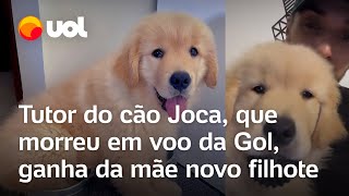 Tutor do cão Joca que morreu em voo da Gol ganha da mãe novo filhote [upl. by Elonore87]