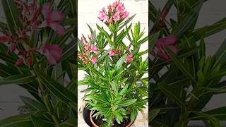 How to Prepare Oleander Plant at Home for Garden oleander [upl. by Bethany]