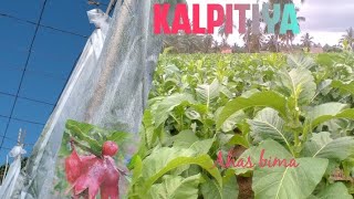 පුදුම හිතෙන වගා බිම් kalpitiya cultivation [upl. by Curcio]