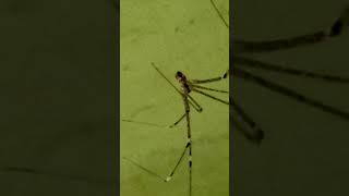 marbled cellar spider commonly referred to as cellar spiders or daddy longlegs [upl. by Albers704]