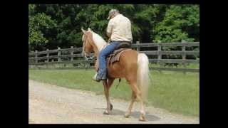 Golden Palomino Grandma SAFE Bombproof FUN Tennessee Walking Horse For Sale [upl. by Avie]