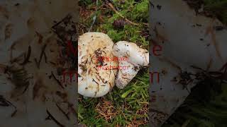 Matsutake mushroom October 19 2024 mushroomlife nature mushroommania matsutake [upl. by Jenelle]