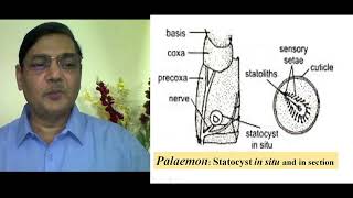 STATOCYST Organ of Equilibrium [upl. by Furtek]