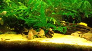 Corydoras Caudimaculatus breeding and laying Eggs [upl. by Dosh293]