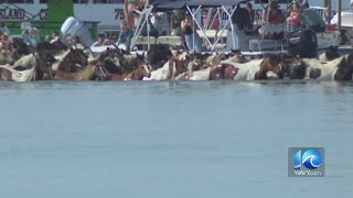 Chincoteague holds 2023 Pony Swim on Wednesday [upl. by Towland]