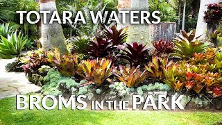 TOTARA WATERS BROMS in the PARK 2017 [upl. by Merideth124]