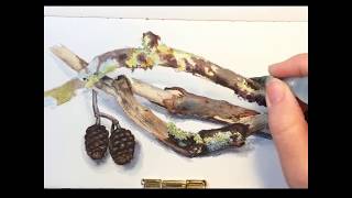 Watercolour painting process  Lichen branch [upl. by Ailaham197]