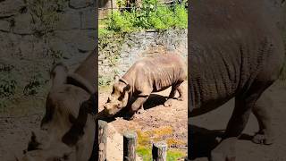 RHINOCEROS 🦏😱 rhinoceros rhino rhinocerosfacts nature wildlife wildanimals viralvideo 😍❤️ [upl. by Arde]