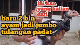 Rahasia ayam usia 2 bulan bisa jadi jumbo versi ajf channel [upl. by Lissak]