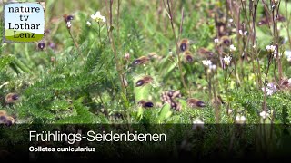 FrühlingsSeidenbiene Colletes cunicularius Spring mining bee Moseltal  Germany [upl. by Sumetra]