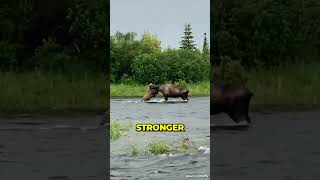 Bear vs Moose  Epic battle [upl. by Otreblig]