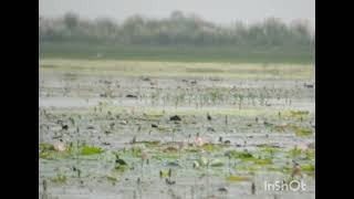 390 Pheasanttailed Jacana Hydrophasianus chirurgus September 2024 [upl. by Names734]